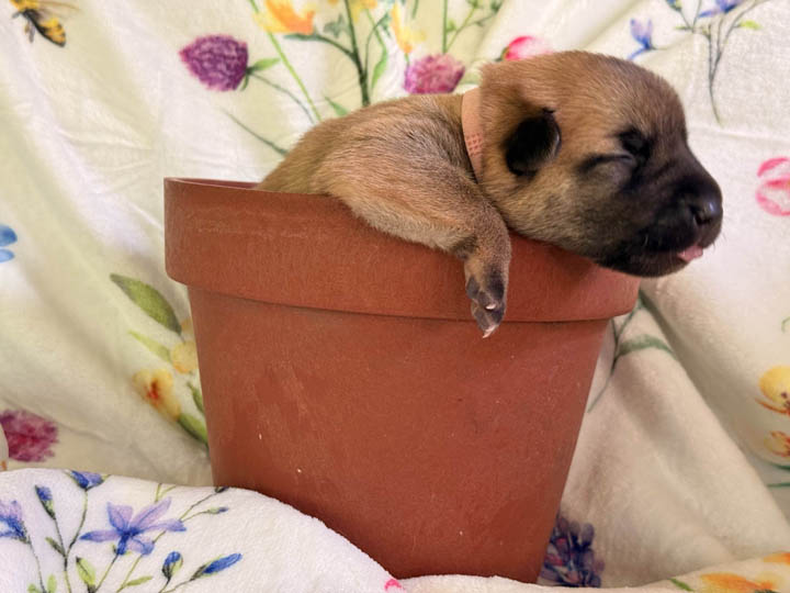 chinook puppy